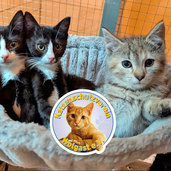 Bild mit Katzenfoto und dem Logo Katzenschutzverein Wolgast e.V.